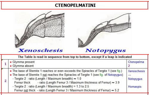 Ctenopelmatini divers